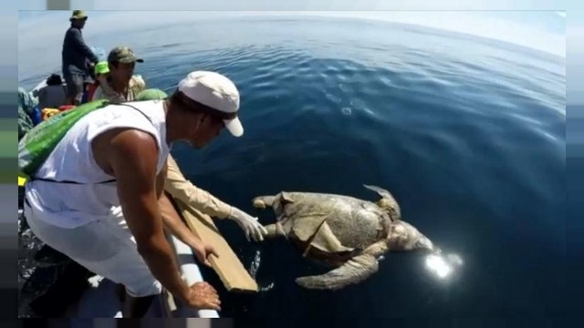 شاهد: نفوق أكثر من 400 سلحفاة بحرية في السلفادور