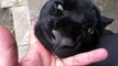 Cette panthère noire est tellement affectueuse... Un gros chaton!