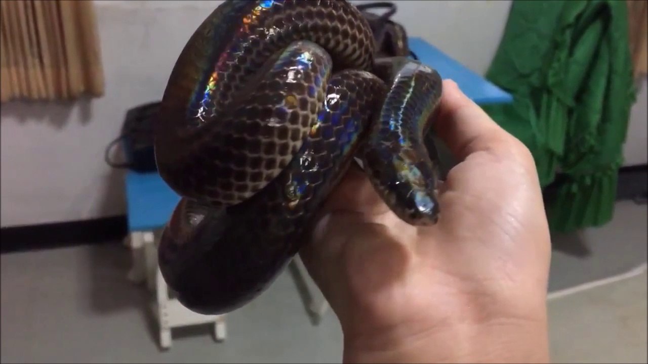 Voici un serpent arc-en-ciel : reptile magnifique