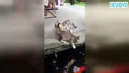 Balığın kedi avı - acemikamera