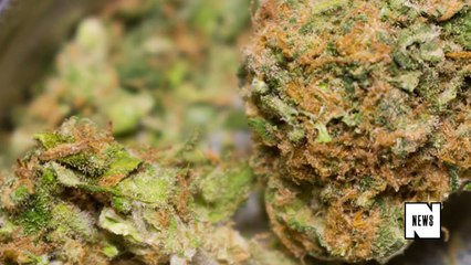 Colorado City Uses $1.5M Worth of Weed Revenue to Help the Homeless