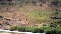 Buffaloes try to save a warthog from a pride of lions.