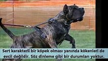 Pitbullu Suçluları Yakalayan Köpek Irkı ; PRESA CANARİO  güçlü ve tehlikeli köpek ırkları