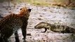 Amazing Snake Trying Fight The Cat When In Frog's Mouth  Snake Vs Animals