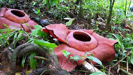 11 Unbelievable Zombie Plants