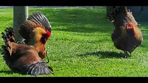 MOST Vicious RAT Attacks on CHICKEN and OTHER BIRDS