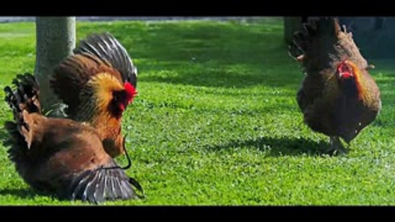 MOST Vicious RAT Attacks on CHICKEN and OTHER BIRDS