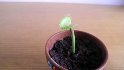 (BLOOPER) Wasabi for Charlie the Venus FLytrap!
