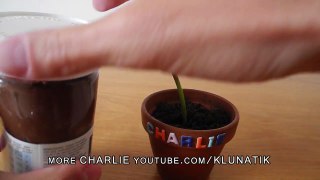 Charlie the flytrap eating chocolate paste