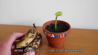 Baby BANANA for Charlie the Flytrap