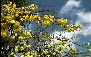 Xuân này con không về - Duy Khánh