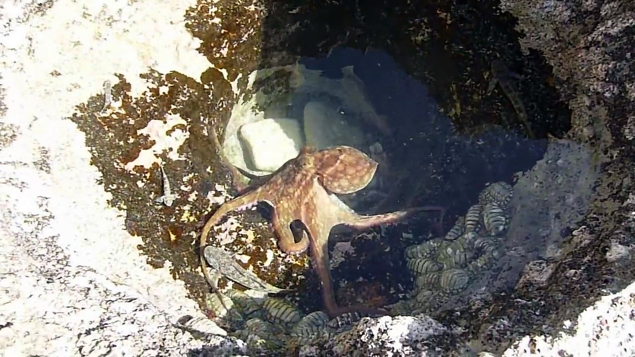 Octopus In Tidal Pool