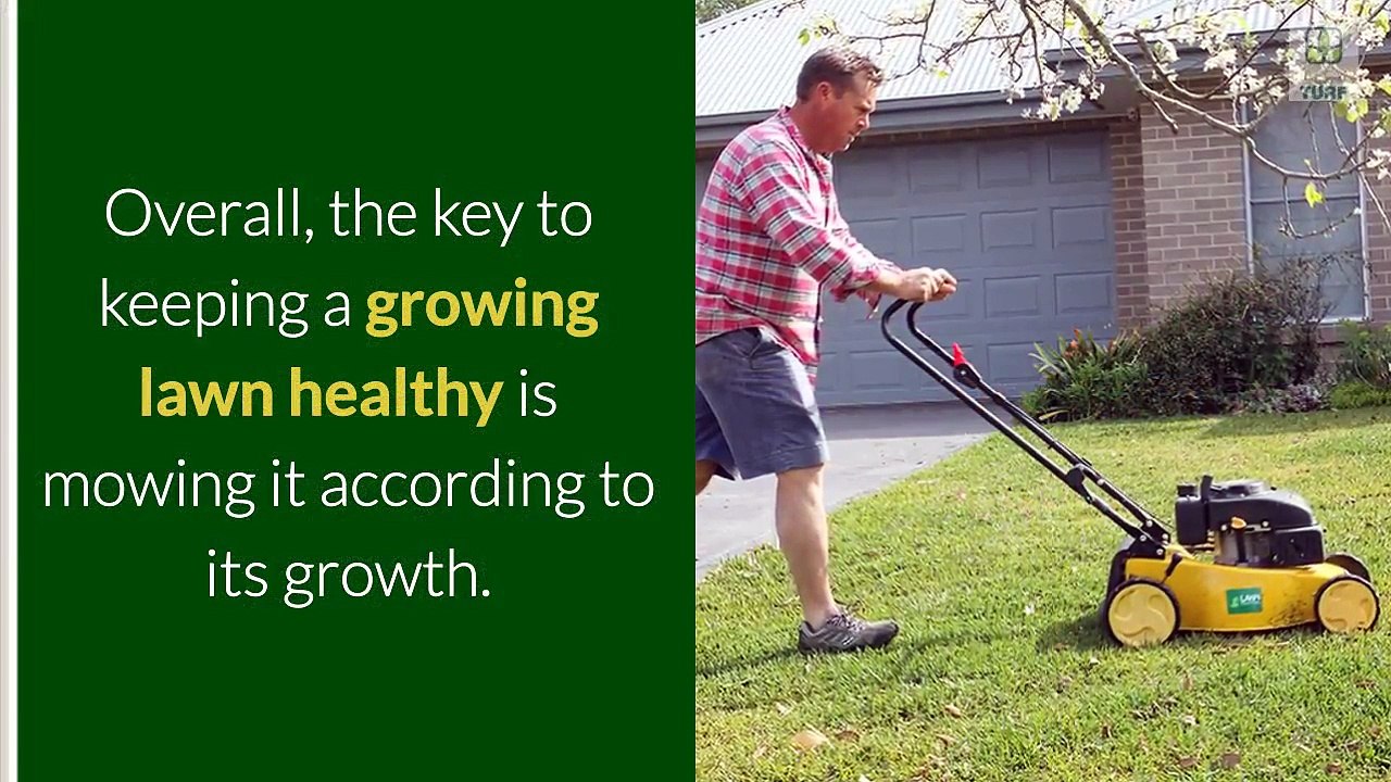 What Happens When You Mow  Your Lawn Too Often