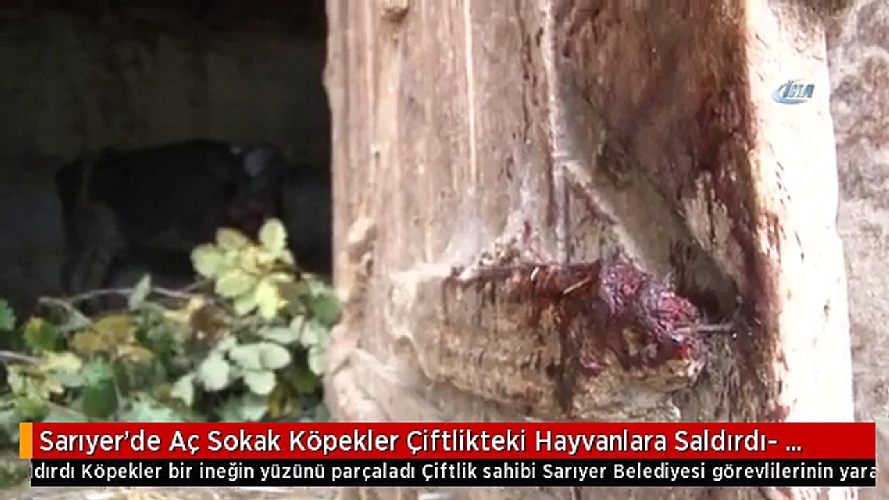 Sarıyer'de Aç Sokak Köpekler Çiftlikteki Hayvanlara Saldırdı- Köpekler Bir İneğin Yüzünü Parçaladı-...
