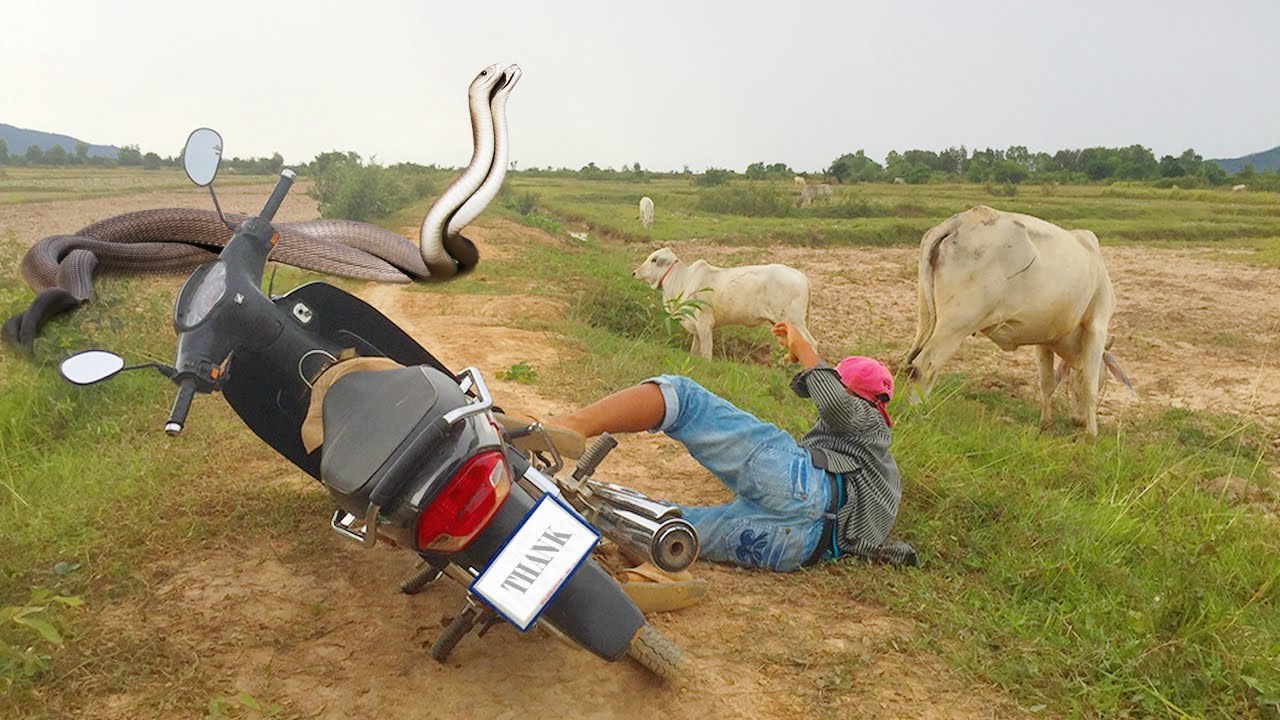Wow ! Boy Catches Big Snake on The Road While G...