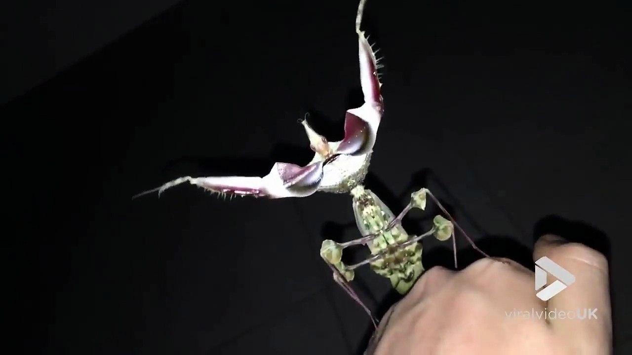 Une mante religieuse géante sur la main de cet homme.. impressionnant !