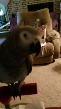 Ce perroquet a enregistré sa liste de courses sur Amazon en parlant à Alexa !