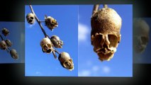 Do you afraid when you see this flower ? Antirrhinum flowers. They look like as death's-head. It's terrible !