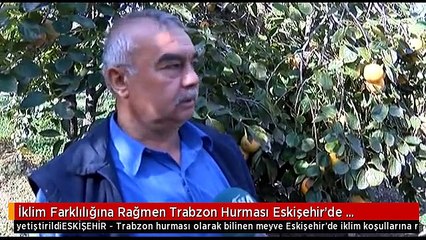 İklim Farklılığına Rağmen Trabzon Hurması Eskişehir'de Yetiştirildi