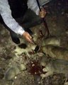 40'tan fazla yavru köpek Elazığ'da dağ başına terk edildi