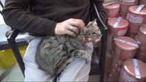Tokat Bacağı Kopan Kediyi Tedavi Ettirip, Sahiplendi