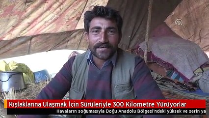 Kışlaklarına Ulaşmak İçin Sürüleriyle 300 Kilometre Yürüyorlar
