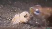 Ce ver des sable cauchemardesque avale les poissons vivant... Créature monstrueuse