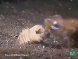 Ce ver des sable cauchemardesque avale les poissons vivant... Créature monstrueuse