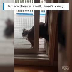 Ce chat a une etrange technique pour rentrer dans la maison