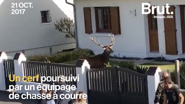 Faut-il interdire la chasse à courre en France ?