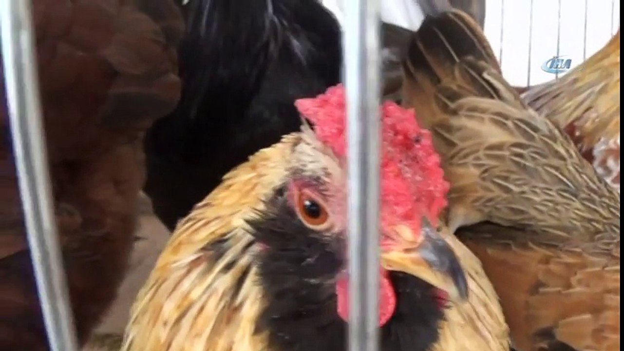 Bu Tavukların Fiyatı Dudak Uçuklattı