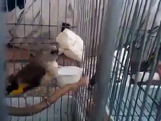 Une parade nuptiale d'un jeune Chardonneret Incroyable wooow de : Allae Addin