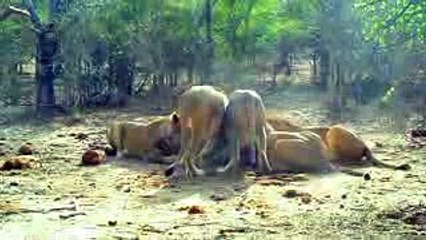 Lion pulls warthog from its hole.