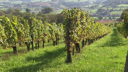 Pays Basque: des jarres en terre cuite pour élever du vin