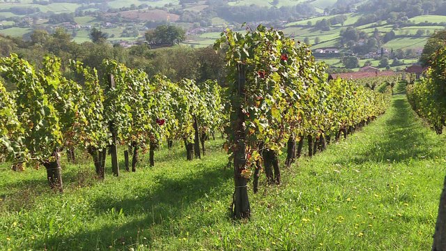 Pays Basque: des jarres en terre cuite pour élever du vin