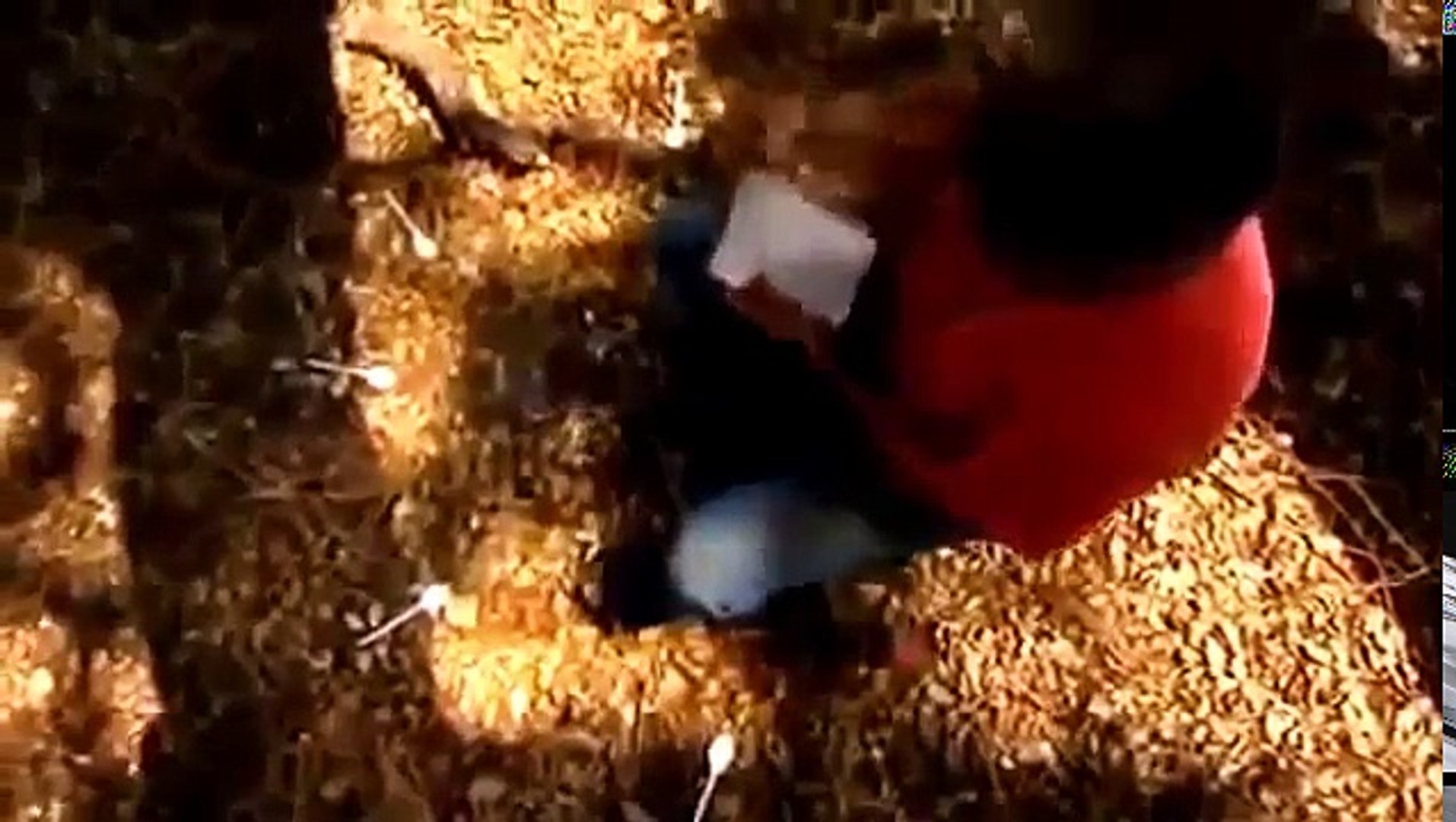 ⁣Documentary Ant Ants Documentary Channel National Geographic War of the Ants