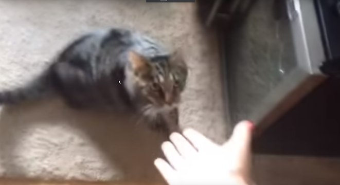 Quand un chat sent l'odeur d'un autre chat sur sa maitresse