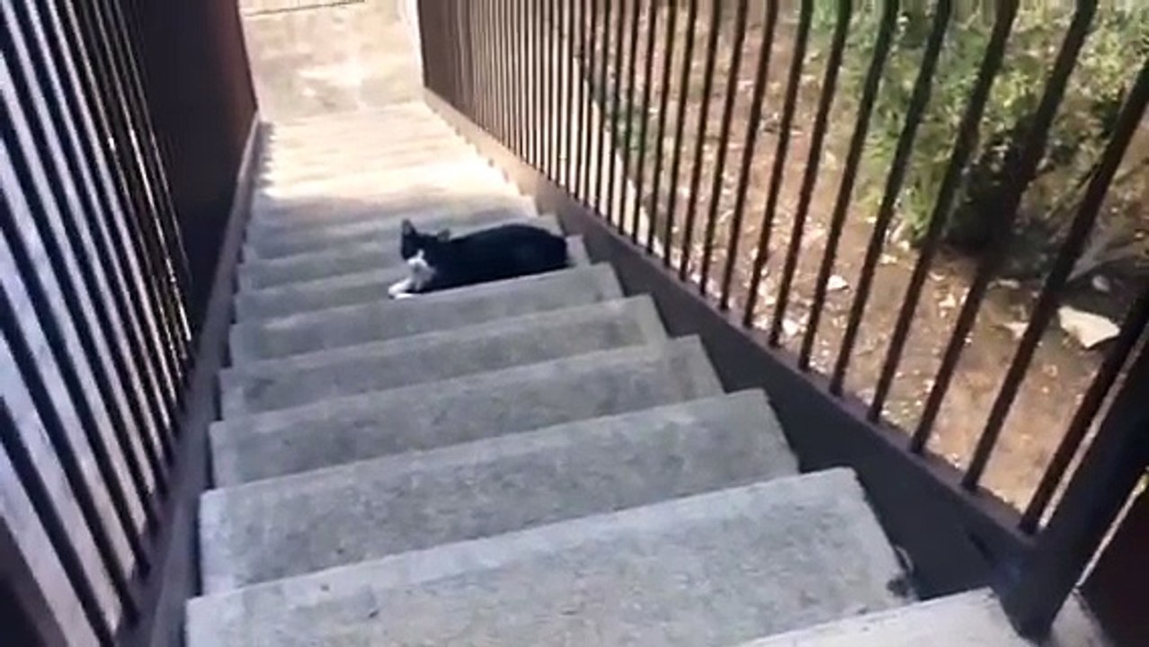 Quand un chat sent l'odeur d'un autre chat sur sa maitresse