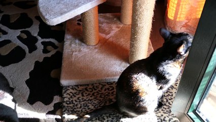 YUMI CHAN CUTE CATS VIDEO - LAZY CATS IN THE SUN