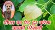 Peepal tree Totke: पीपल के पेड़ के ये ज्योतिष उपाय देंगे लाभ | Peepal Tree Puja Vidhi | Boldsky