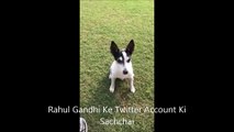 Rahul Gandhi with His dog PIDI | Look who is behind rahul gandhi tweets