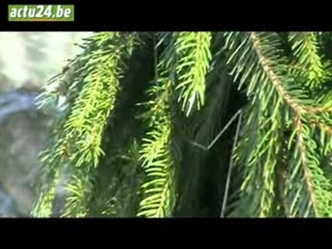 actu24 - vendange des sapins de noel