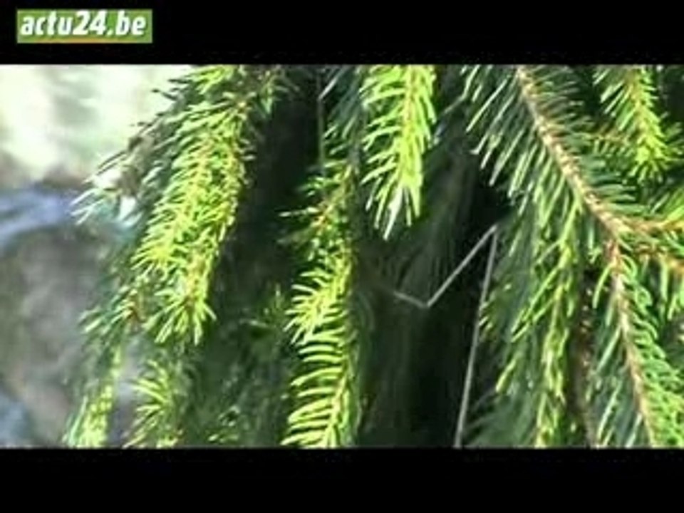 actu24 - vendange des sapins de noel