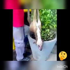 Assista até o final - Cachorro