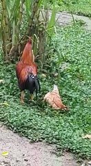 A galinha finge de morta, para ficar livre do galo