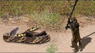 MACACO SALVA RATO DE SERPENTE GIGANTE