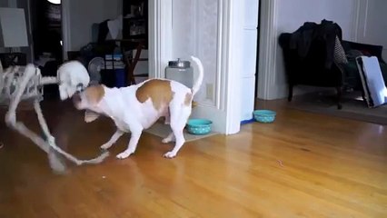 Halloween Prank  Skeleton Scares Dog