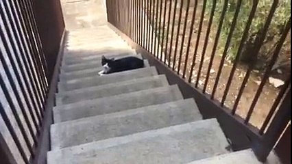 Découvrez la réaction de ce chat jaloux de sentir l'odeur d'un autre sur sa maîtresse