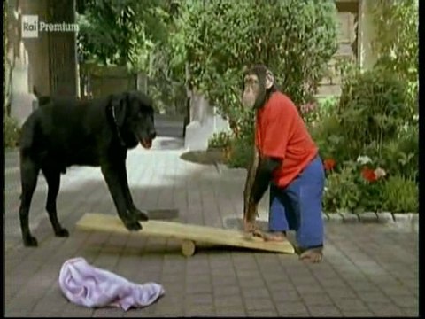 Il nostro amico Charly 13x06 - Charly e la pecora nera