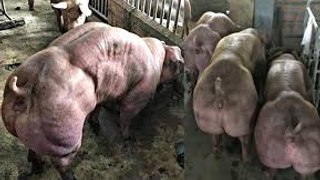Porcos mutantes de uma granja no Camboja assustam internautas.